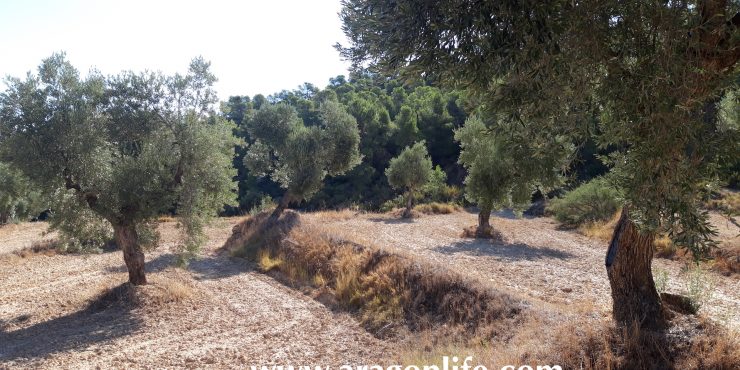 Finca de olivos de 14.160m2 en Maella. 7.000€