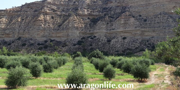 Finca de regadío de olivos en Nonaspe. 20.106m2. 30.000€
