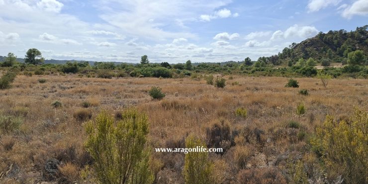 Finca de secano de 9872m2. Maella (Aragón). 9.000€