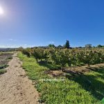 Finca de cerezos en plena producción. Caspe. 7.246m2. 25.000€