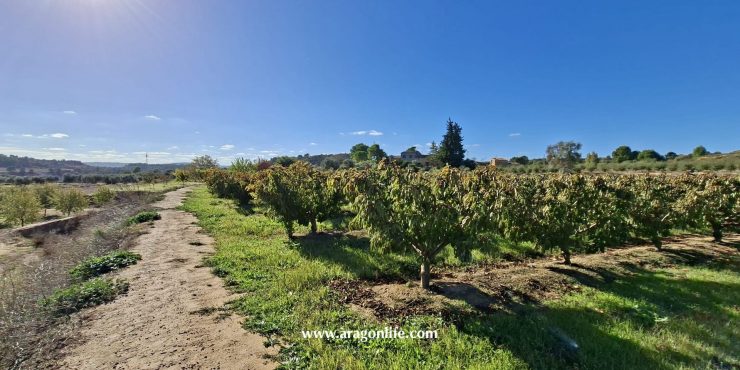 Finca de cerezos en plena producción. Caspe. 7.246m2. 25.000€