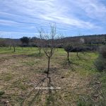 Finca de regadío de 4.750m2 con 75 almendros. Muy cerca río Algars. Fabara. 11.000€
