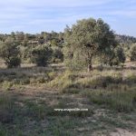 Finca de secano de 16.962m2. Maella (Aragón). 8.000€