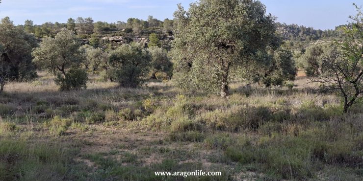 Finca de secano de 16.962m2. Maella (Aragón). 8.000€