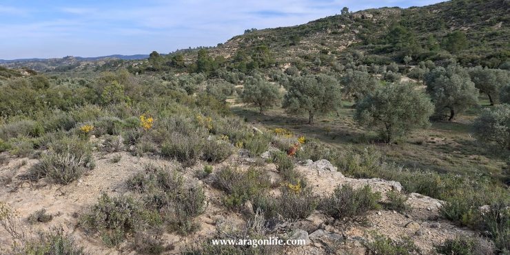 Finca de secano de 8.985m2. Maella (Aragón). 6.000€