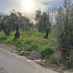 Finca de regadío de 3.562 m2. Olivos. Maella (Zaragoza). 8.000€