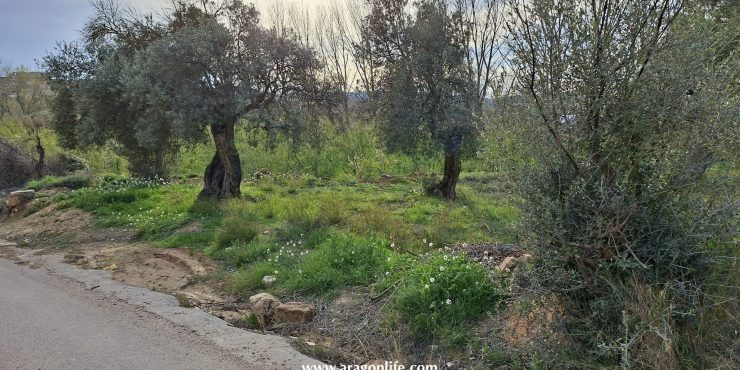 Finca de regadío de 3.562 m2. Olivos. Maella (Zaragoza). 8.000€