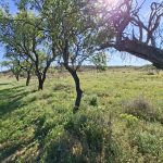 Finca de regadío de 10.008m2. Caspe. 7.000€