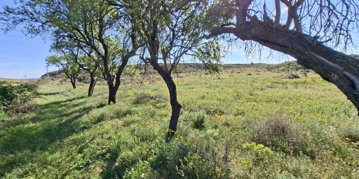 Finca de regadío de 10.008m2. Caspe. 7.000€