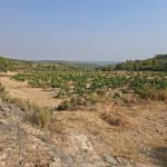 Viña de secano + caseta 20m2. 14.968m2. Nonaspe. 14.000€