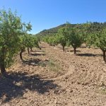 Finca de secano de almendros, de 28.000m2. Maella.