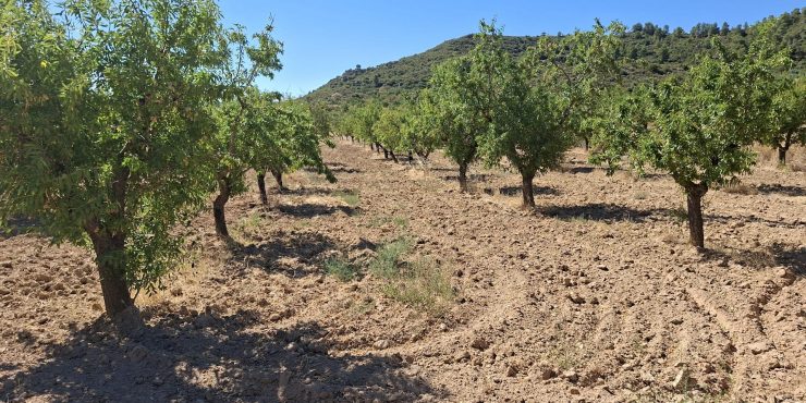 Finca de secano de almendros, de 28.000m2. Maella.