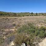 Finca de secano de 10.071m2. Maella. 8.000€