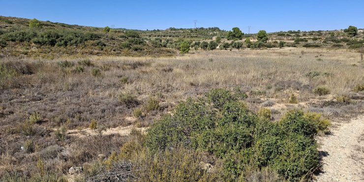 Finca de secano de 10.071m2. Maella. 8.000€