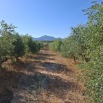 Finca de regadío de 2Ha. Olivos + almacén 40m2. Gandesa. 36.000€