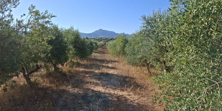 Finca de regadío de 2Ha. Olivos + almacén 40m2. Gandesa. 36.000€
