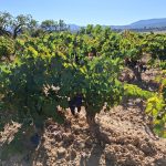 Viñedo de 4.421m2 en Gandesa. 10.000€